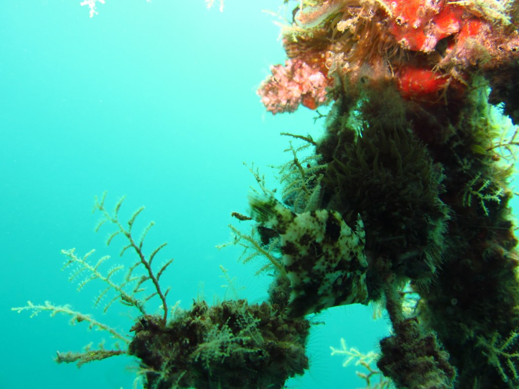 Diving in Coron Bay, Philippines