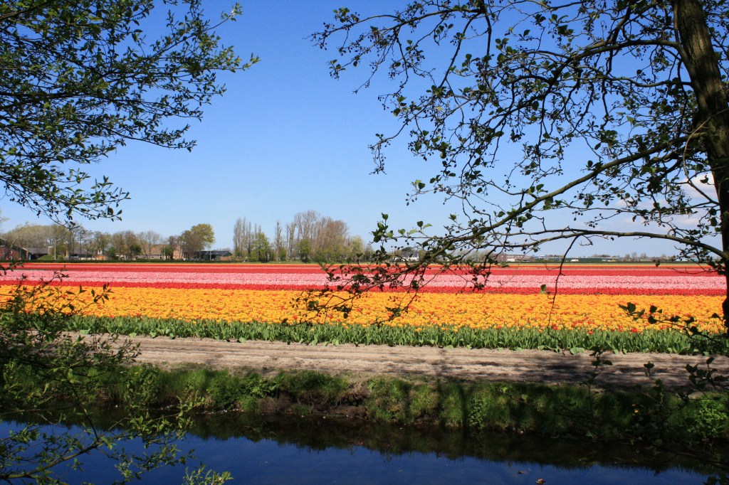 Tulips in Amsterdam